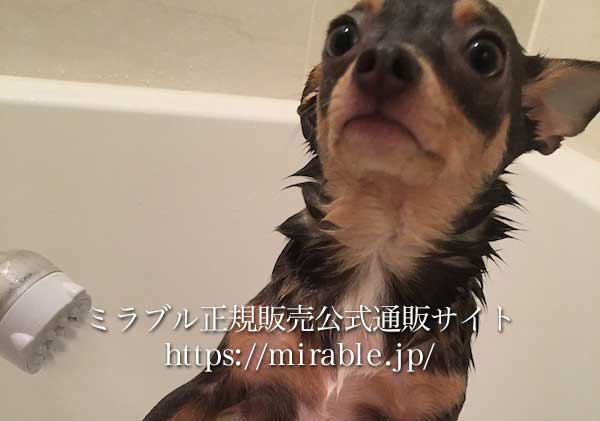 愛犬も心地よいミストシャワーでおとなしく