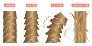 髪が痛む状態の変化を表したイメージ図