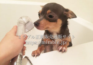 ミラブルを浴びる犬