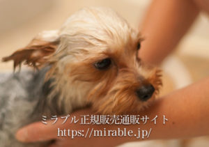 塩素除去機能で犬のお肌にも優しい