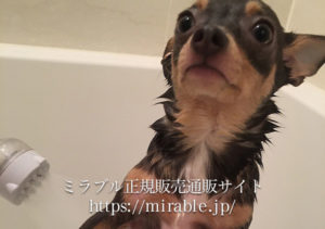 愛犬も心地よいミストシャワーでおとなしく